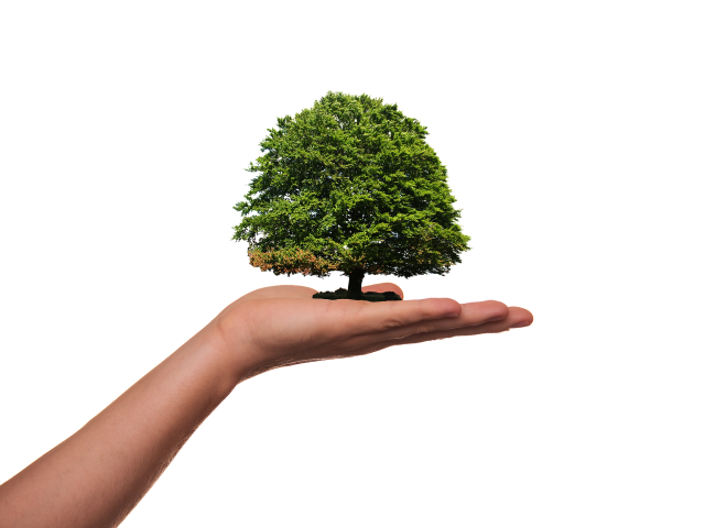 Holding a tree / environment - Pixabay