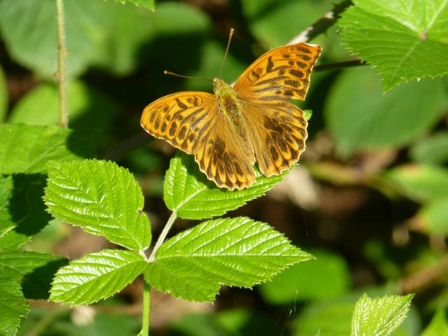 Norfolk PC 2020 Silver-washed Fritillary