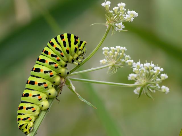 Norfolk PC2020 Swallowtail Caterpillar