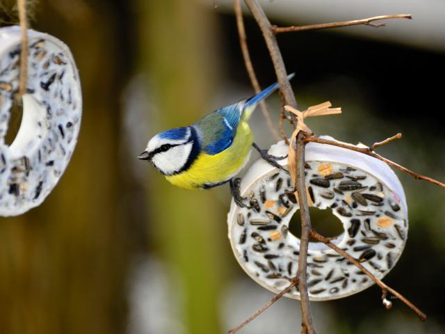 Blue-tit / Bird - congerdesign / Pixabay