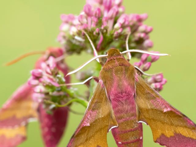 State of Moths Report cover 2021