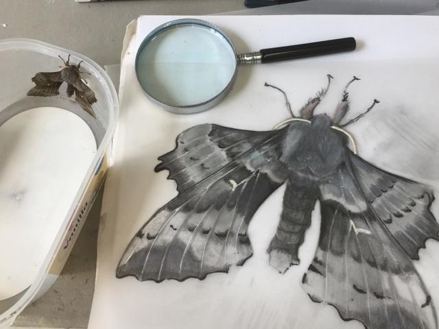 Poplar Hawk-moth - Julia Manning