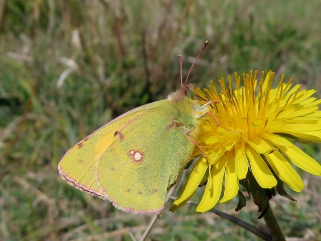 Clouded Yellow, Haven Cliff, Axemouth, 18.4.21 (Karen Woolley)