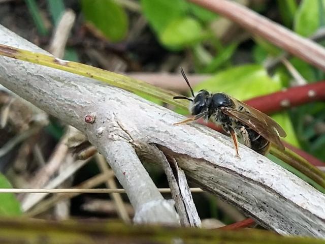 Hawthorn Mining Bee - female at Snakeholme Pit (Mark Schofield) 180421