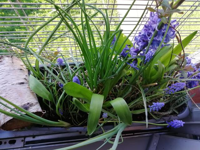 Hyacinth & Muscari