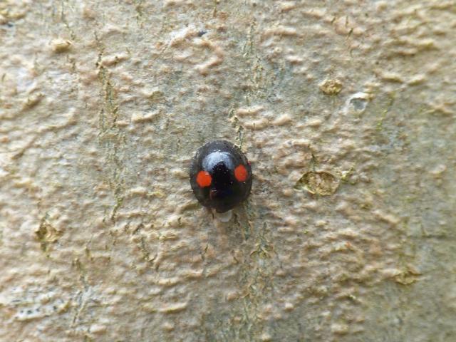 Kidney-spot Ladybird - Chilocorus renipustulatus at Southrey (John Davison) 270421