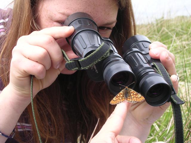 Looking at a Marsh Fritillary