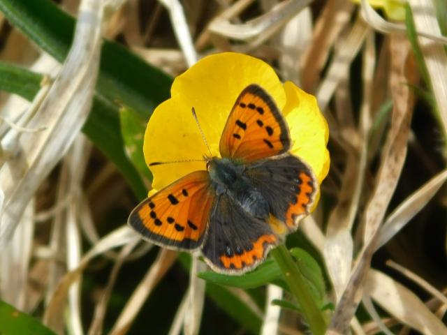 Small Copper [aberrant form - caeruleopunctata], Plymouth Science Park, 27.4.21 (Dave Gregory)