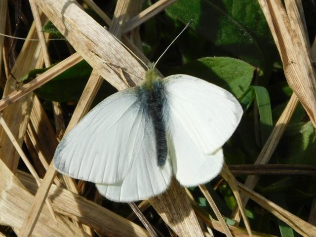 Small White [m], Bircham Valley LNR, 22.3.21 (Dave Gregory)