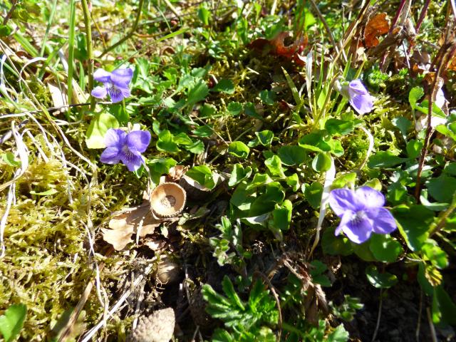 Violets at Snakeholme (John Davison) 130421
