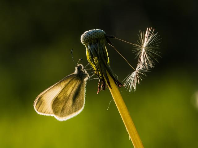 Cryptic Wood White on Dandelion seed head