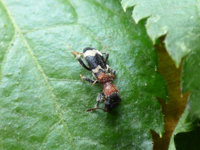 Ant Beetle - Thanasmius formicarius at Southrey (John Davison) 290421