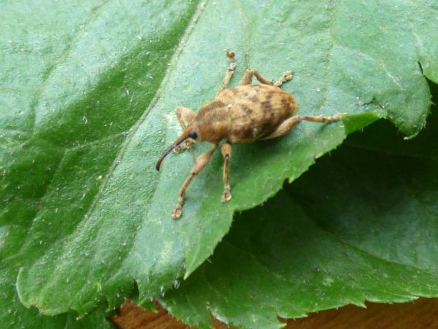 Beetle - Weevil - Curculio glandium at Snakeholme (John Davison) 290421
