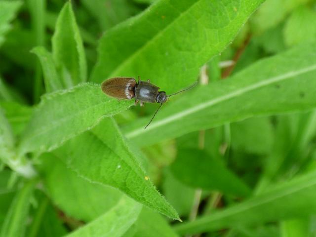 Beetle Athous haemorrhoidalis at Snakeholme (John Davison) 270521