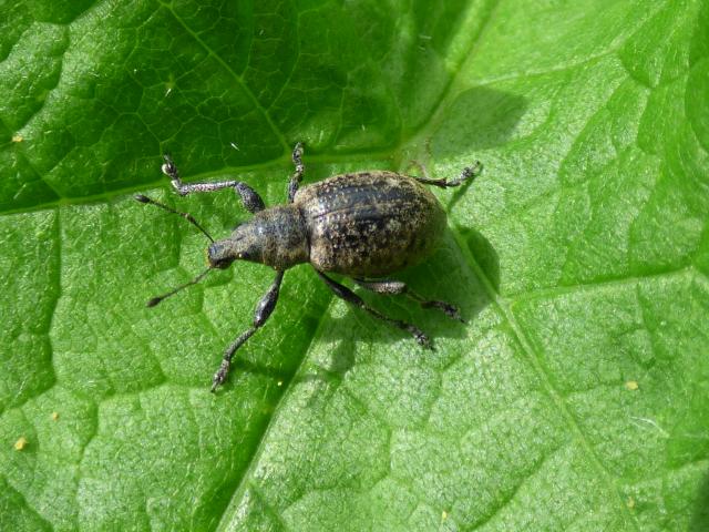 Beetle Liophloeus tessulatus at Snakeholme (John Davison) 270521