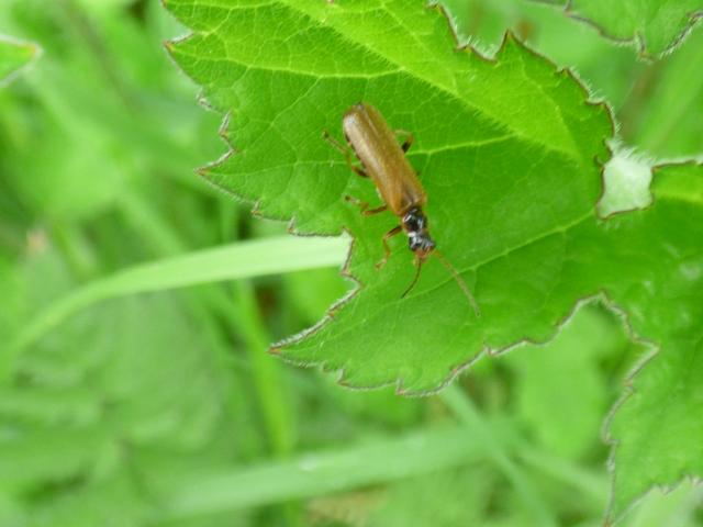 Beetle Rhagonycha limbata at Snakeholme (John Davison) 200521