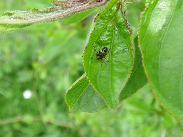 Bug Miris striatus nymph at Snakeholme (John Davison) 130521