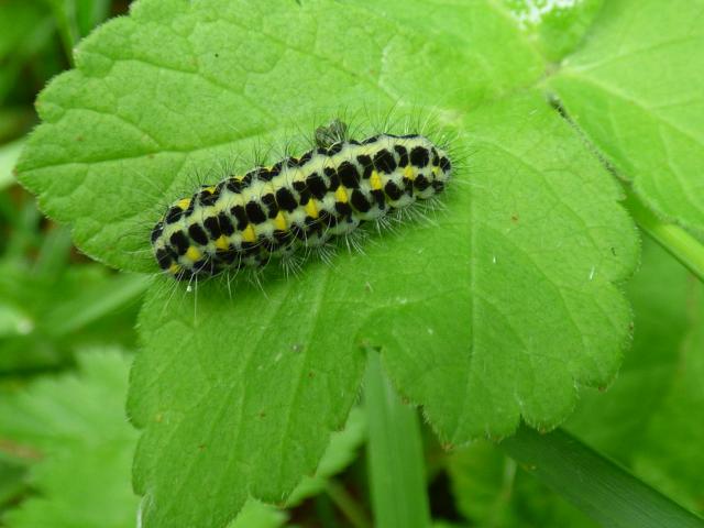 Burnet Moth Larva at Snakeholme (John Davison) 270521