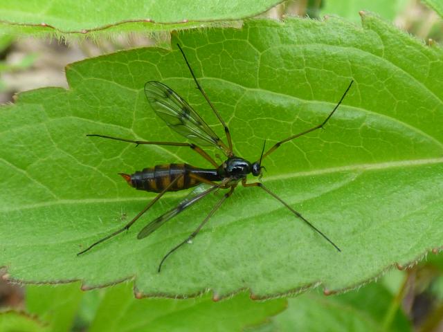 Cranefly Ptychoptera contaminata at Snakeholme (John Davison) 270521