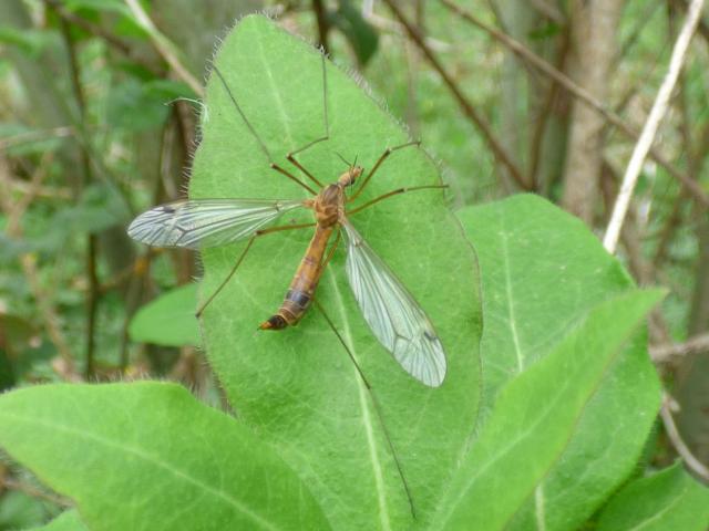 Cranefly Tipula selene at Southrey  (John Davison) 200521