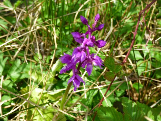 Early Purple Orchid at Southrey (John Davison) 130521