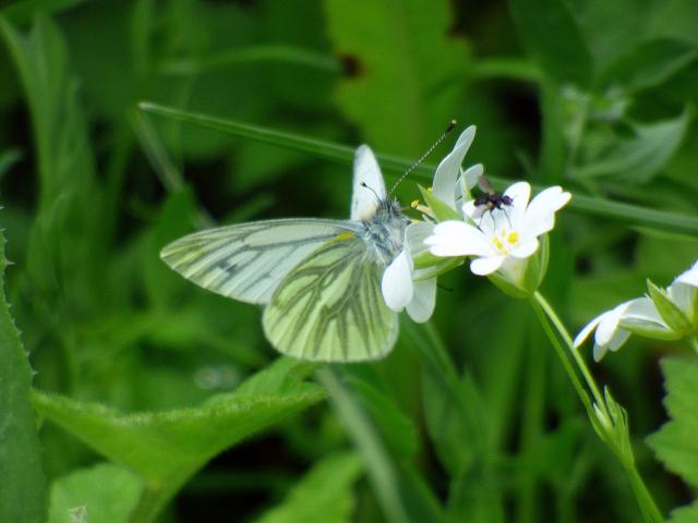 Green-veined White at Snakeholme (John Davison) 270521