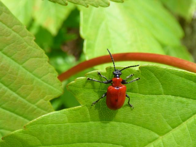 Lily beetle, Lilioceris lilii at Snakeholme (John Davison) 130521