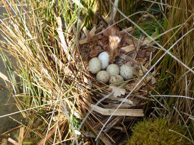 Moorhen Eggs at Snakeholme (John Davison) 060521