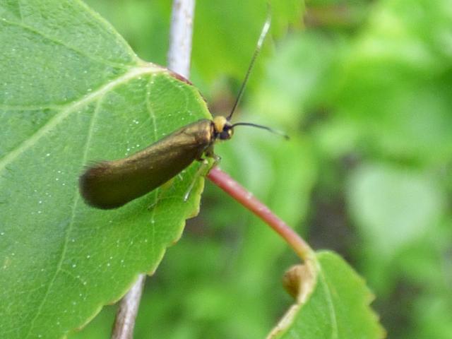 Moth Roeslerstammia erxlebella at Southrey (John Davison) 130521