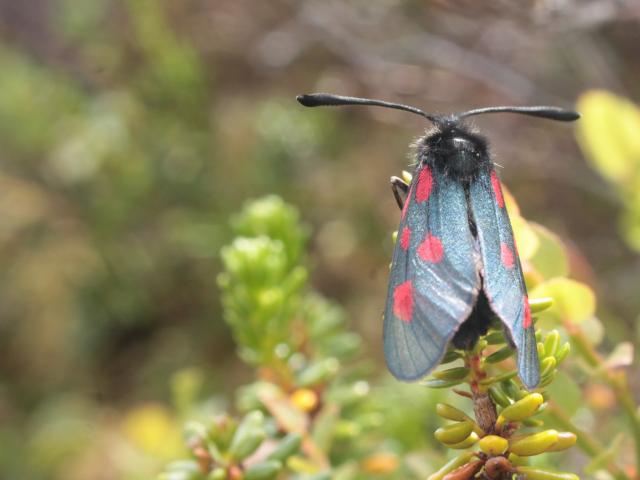 Mountain Burnet moth
