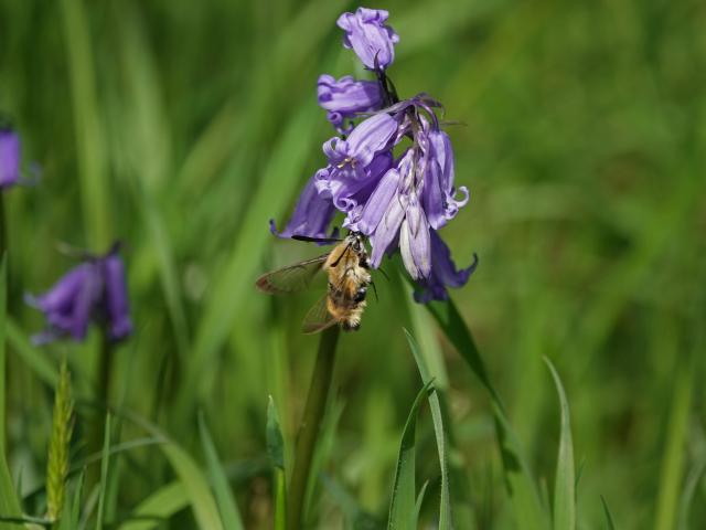 Narrow-bordered Bee Hawkmoth, Undisclosed Site, 30.5.21 (David Turrell)