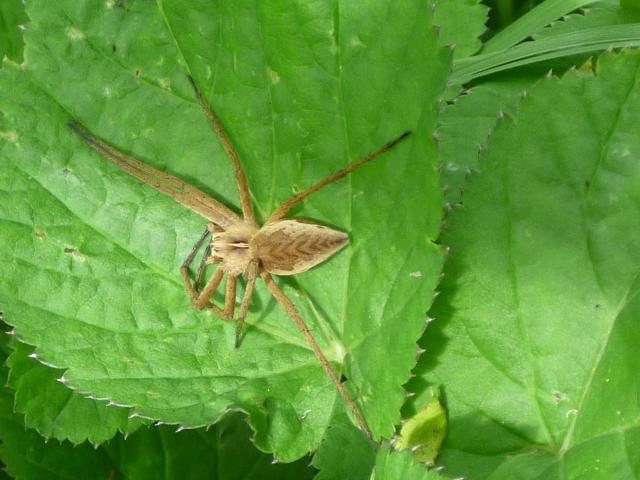 Nursury-web Spider - Pisaura mrabilis at Snakeholme (John Davison) 270521