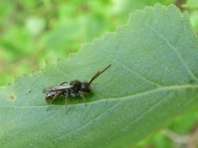 Small Nomad Bee - Nomada flavoguttata at Southrey (John Davison) 130521