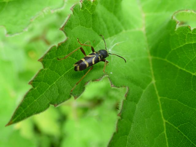 Wasp Beetle at Snakholme ( John Davison) 270521