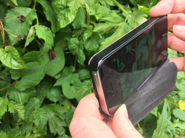 Smartphone Photographing Moth