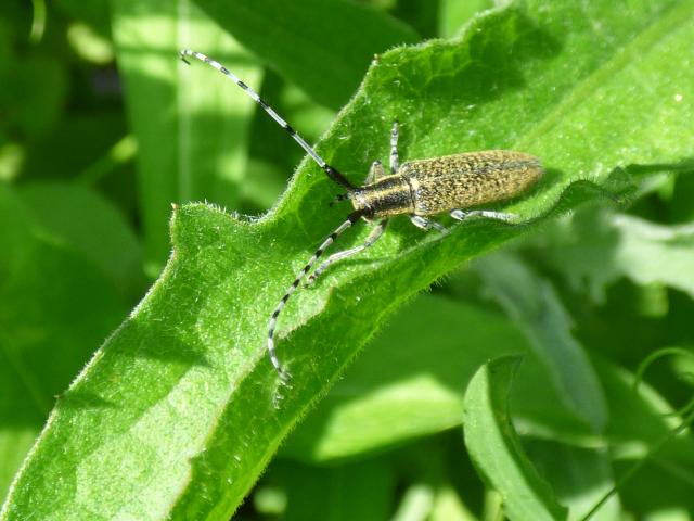 Beetle Agapanthia villosoviridescens at Snakeholme (John Davison) 010621