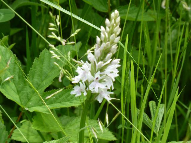 Common spotted-orchid at Snakeholme (Derek Fox) 140621.JPG