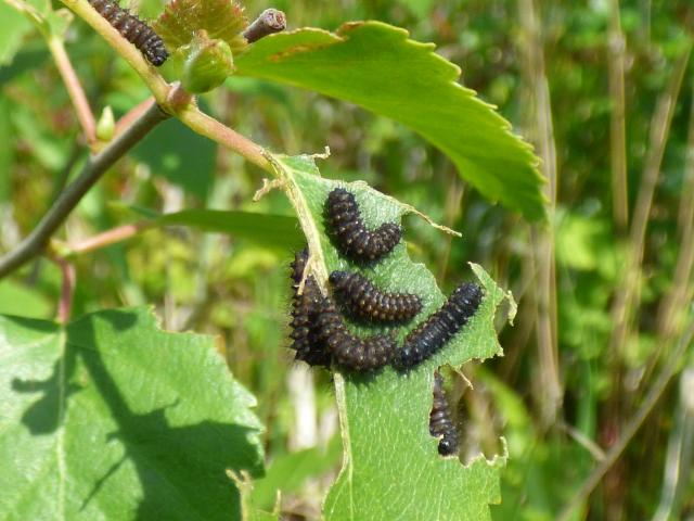 Emperor Moth Larvae at Snakeholme (John Davison) 010621