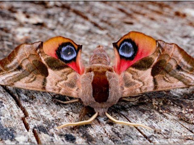 Eyed Hawk-moth, Garden, Paignton, 19.6.21 (Dennis Kallmer)