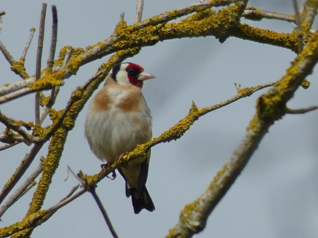 Goldfinch at Snakeholme (John Davison) 220621