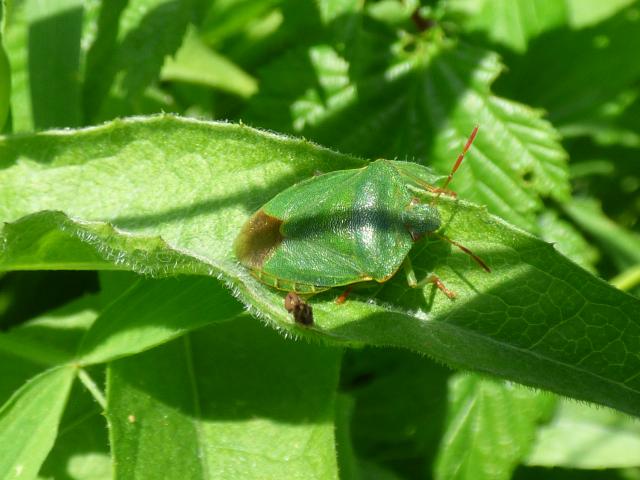 Green Shieldbug at Snakeholme (John Davison) 010621