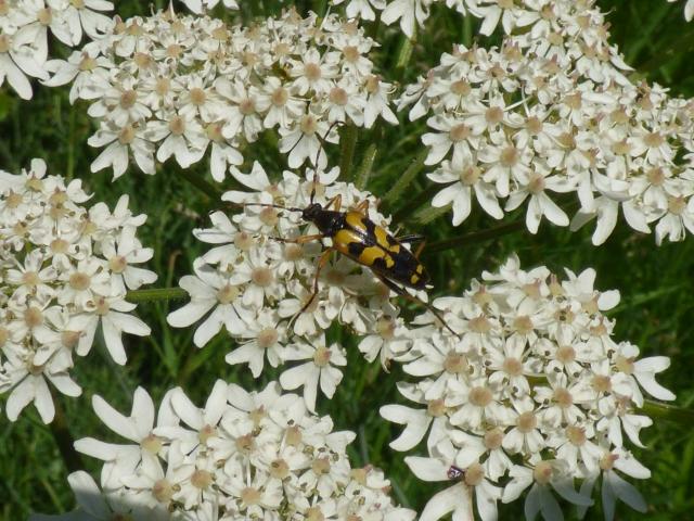 Longhorn Beetle Rutpela maculata at Snakeholme (John Davison) 150621