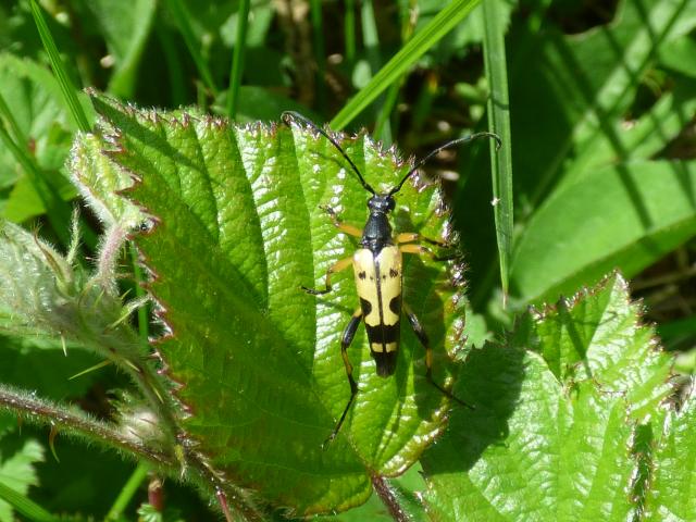 Longhorn Beetle Rutpela maculata at Southrey 150621 (1)