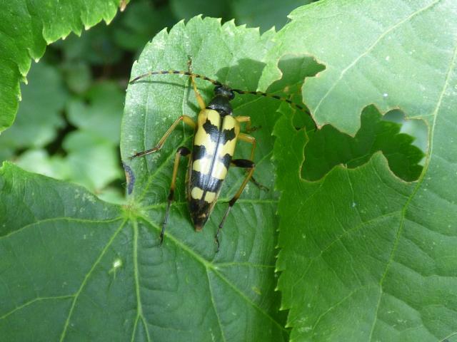 Longhorn Beetle Rutpela maculata at Southrey 150621 (2)