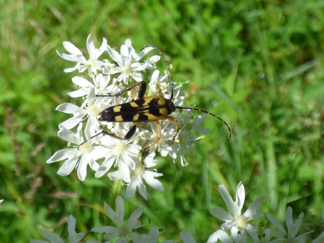 Longhorn Beetle Rutpela maculata at Southrey 150621 (3)