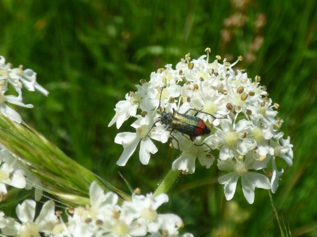 Malachite Beetle at Snakeholme (John Davison) 150621