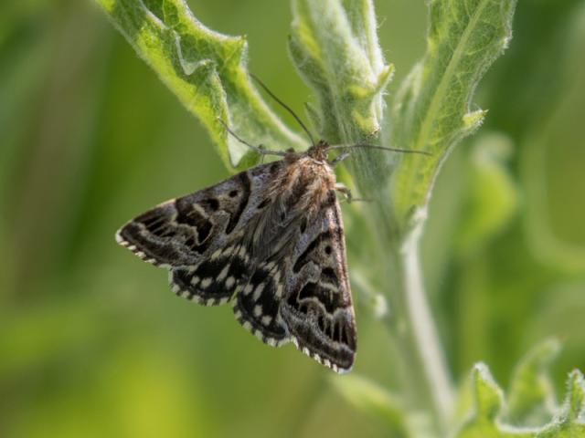 Mother Shipton moth - Hoe Grange Quarry - Max & Christine Maughan.jpg