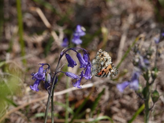 Painted Lady, Aish Tor, 9.6.21 (David Turrell)