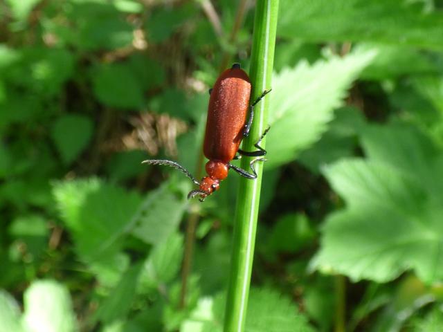 Red-headed Cardinal Beetle at Snakeholme (John Davison) 080621