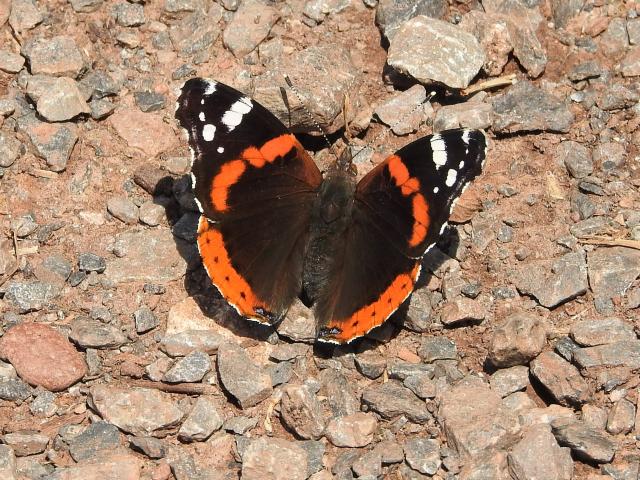 Red Admiral, Clennon Lakes, Paignton, 23.6.21 (Dave Holloway)